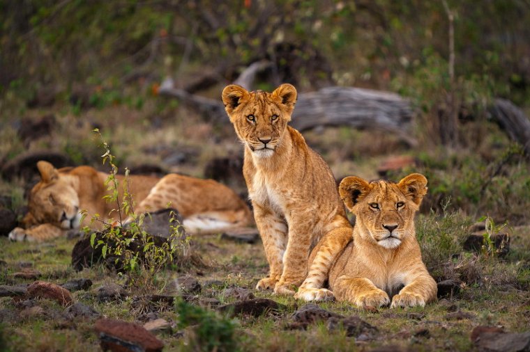 001 Masai Mara, leeuwen.jpg